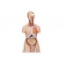 luksusowy model dwupłciowego ludzkiego tułowia z otwartymi plecami, 28 części - 3b smart anatomy - 1000200 [b35] 3b scientific modele anatomiczne 6